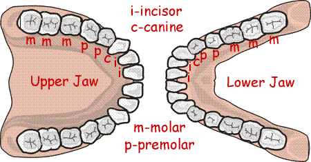 many teeth human lower jaw