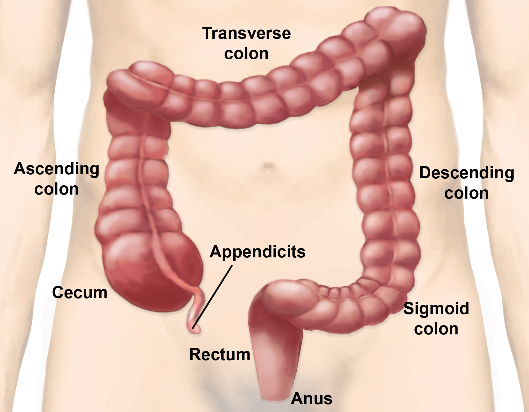 Large Intestine Parts And Functions New Health Guide