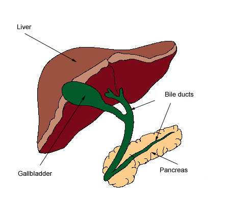 Bile Duct Obstruction | New Health Guide